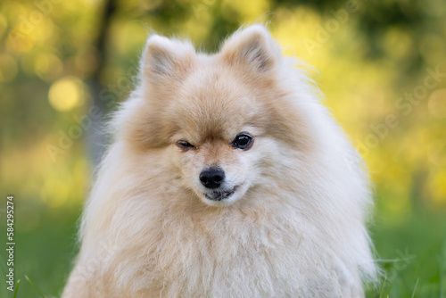 ginger red pomeranian spitz sit in grass, winks with one eye. portrait pet in summer park. dog obeys command to sitting. obedience, training domestic animal