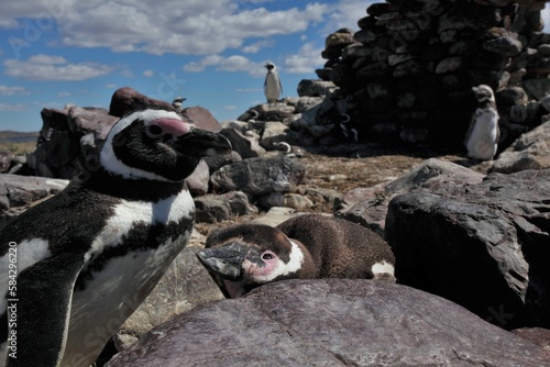 Manchots de Magellan sur une île en Patagonie argentine