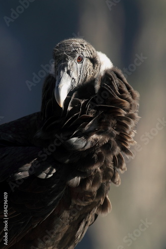 Portrait de condor à 4500 mètres d'altitude au Pérou