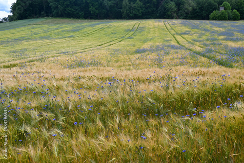 Grain field with lots of cornflowers and forest in the background photo