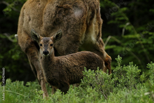 Jeune faon de huemul (cerf de Patagonie en voie de disparition) avec sa mère dans une forêt du sud du Chili