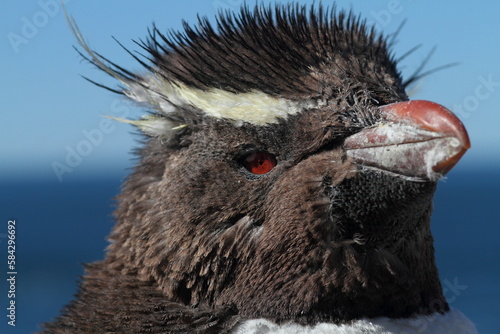  Portrait de gorfou sauteur sur une île au large de Puerto Deseado en Argentine