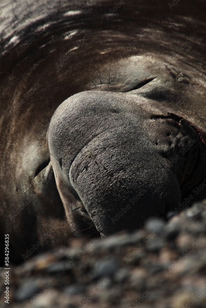 Obraz premium Eléphant de mer mâle se reposant sur une plage de la côte patagonienne argentine