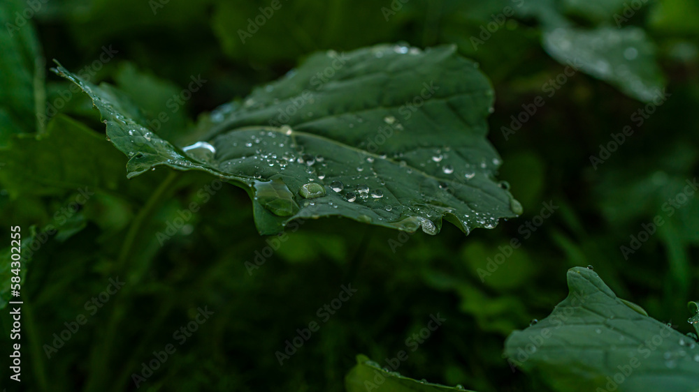Blatt mit Regentropfen Blatt mit Regentropfen