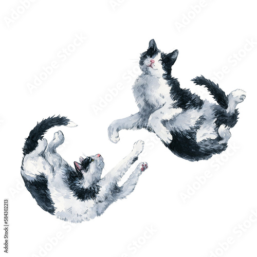 Two playing bicolor black and white cats. Watercolor painting isolated on white background