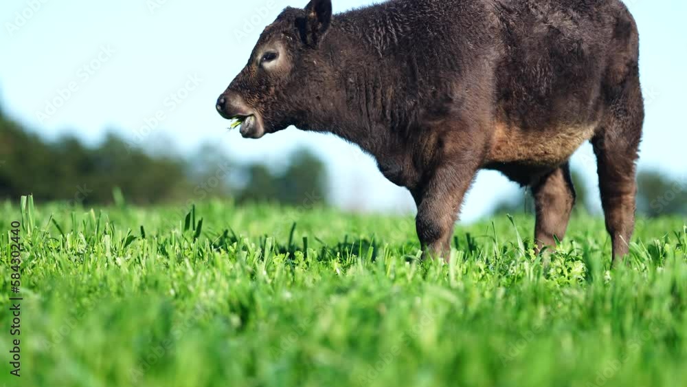 Close up of Stud Beef bulls and cows grazing on grass in a field, in Australia. breeds include speckled park, murray grey, angus, brangus and wagyu. Close up of Stud Beef bulls and cows grazing on grass in a field, in Australia. breeds include speckled park, murray grey, angus, brangus and wagyu.