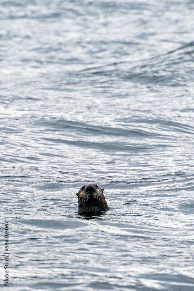 sea otter floating in water with its head out staring at the camera sea otter floating in water with its head out staring at the camera