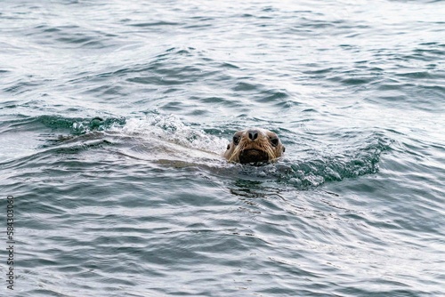 sea lion swimming in cold blue ocean water during the day