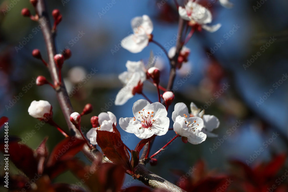 Plum tree blossom in spring