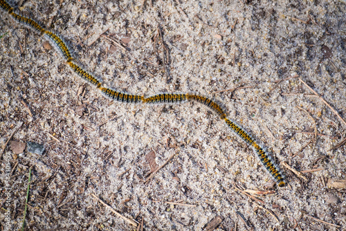 row of pine processionary caterpillar on the ground