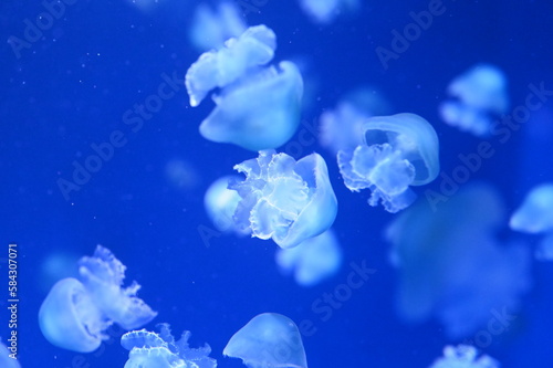 水中を漂う可愛いクラゲ　キャノンボールジェリー（Cannonball jelly） © satou y1
