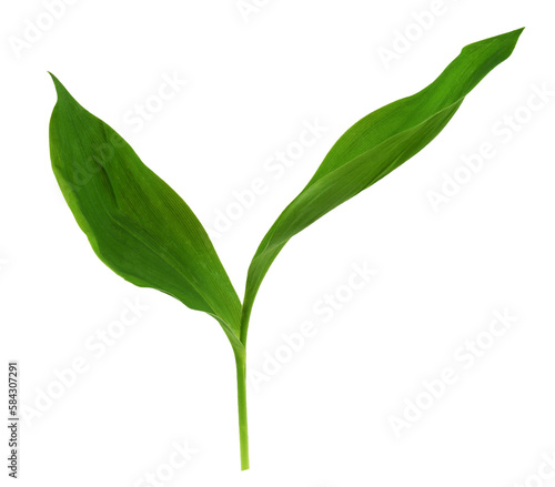 Green leaves pf Lily of the valley isolated on white or transparent background