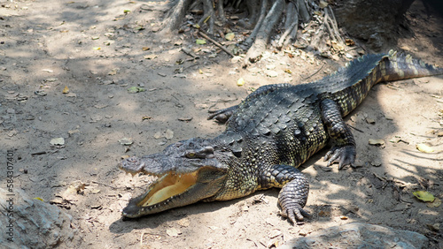 Crocodiles bask in the sun. Crocodiles in the pond. Crocodiles Resting at Crocodile Farm in Thailand.