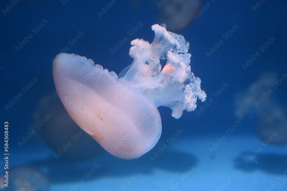 Φωτογραφία 水中を泳ぐ　リクノリーザ・ルサーナ（Lychnorhiza lucerna）