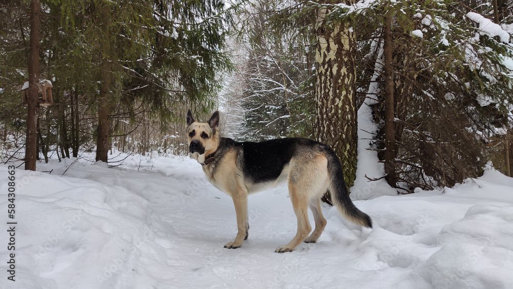 Dog German Shepherd in a winter day and white snow arround. Waiting eastern European dog veo in cold weather
