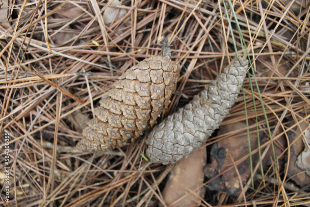 Obraz premium Pine Cone