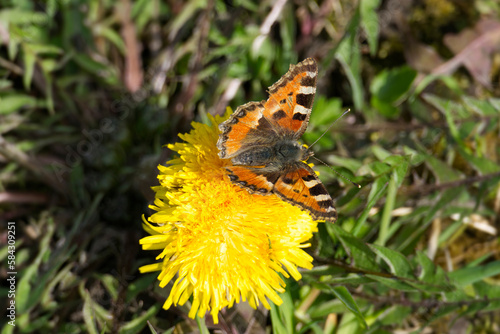 Small tortoiseshell butterfly (Aglais urticae) sitting on yellow dandelion in Zurich, Switzerland