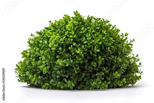 Bush isolated in white background (AI generated)