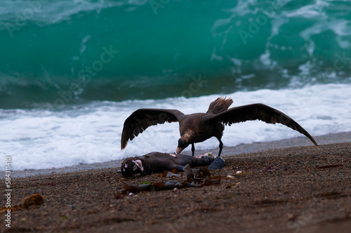 Giant Petrel , Peninsula Valdes, Unesco World heritage site, Chubut Province, Patagonia, Argentina. photo