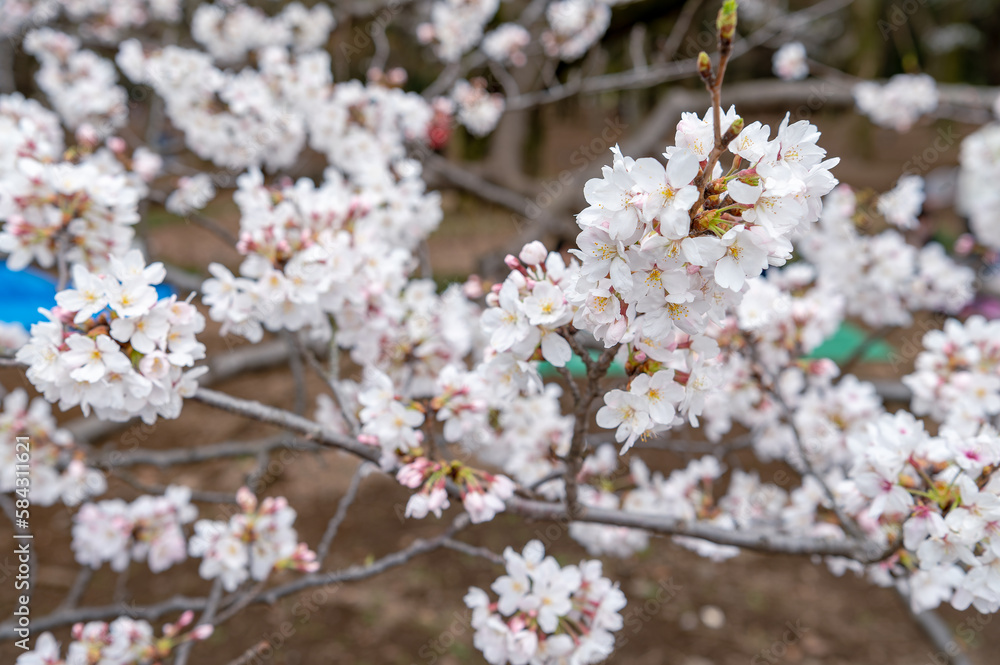 東京都渋谷区代々木の公園に咲く桜