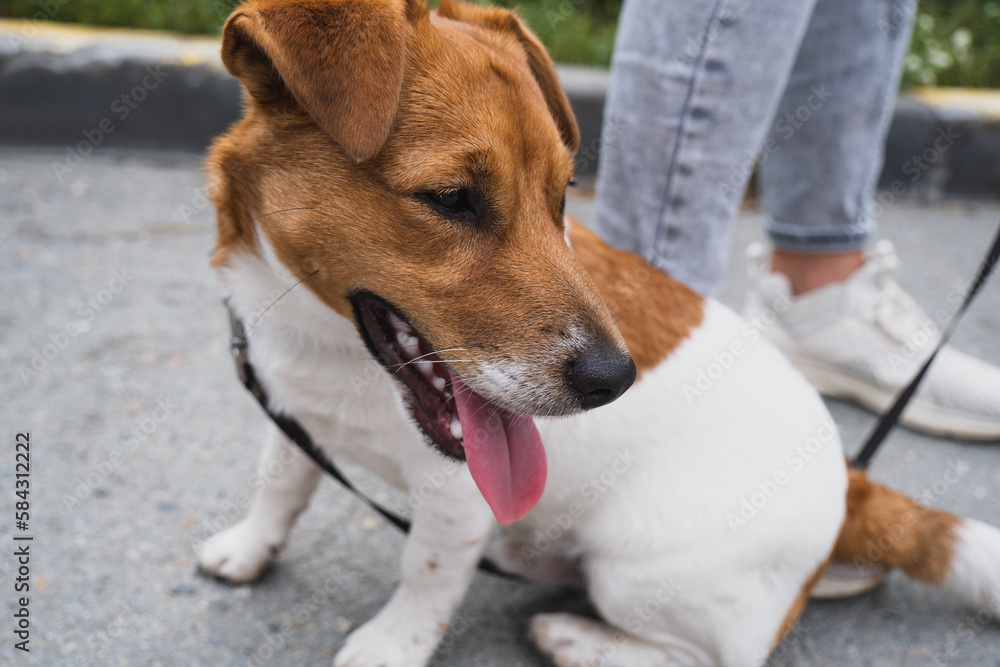 The beautiful Jack Russell terrier dog portrait outdoors The beautiful Jack Russell terrier dog portrait outdoors