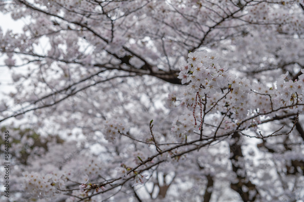 東京都渋谷区代々木の公園に咲く桜 東京都渋谷区代々木の公園に咲く桜