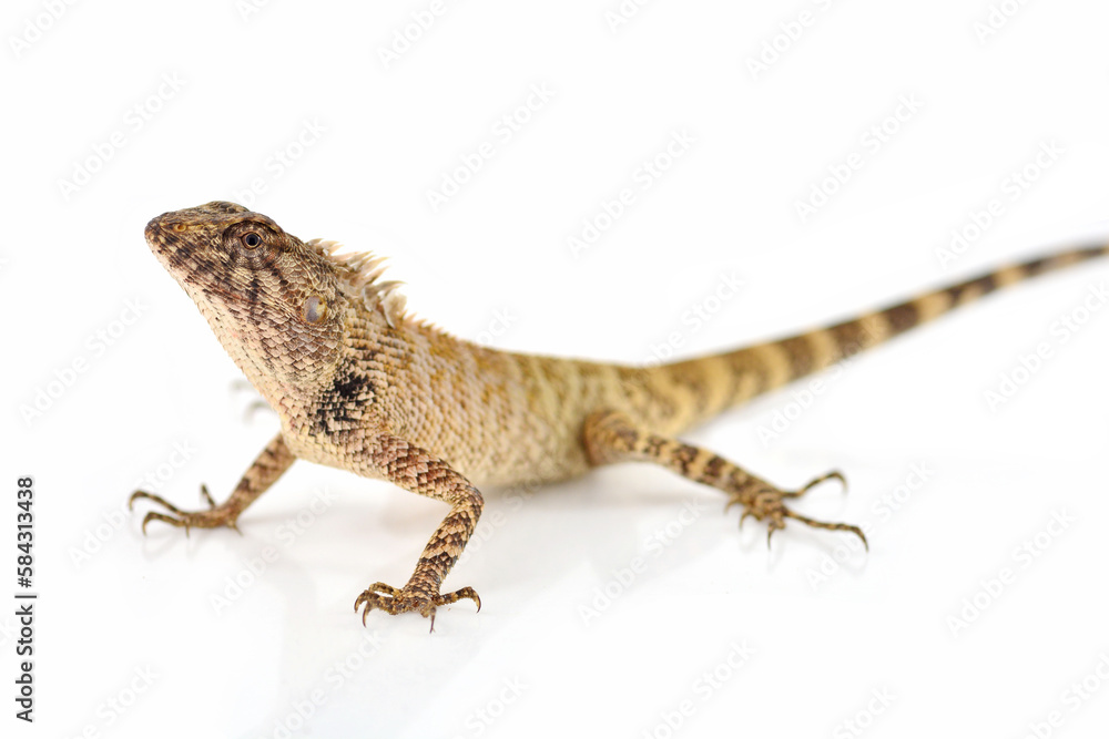 Naklejka premium lizard