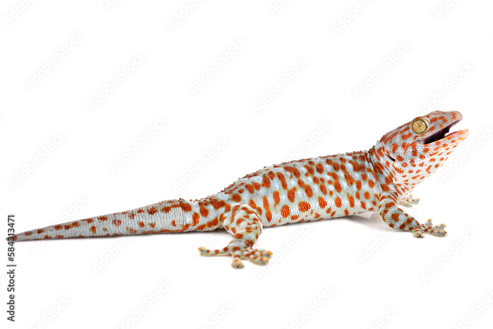 Naklejka premium gecko