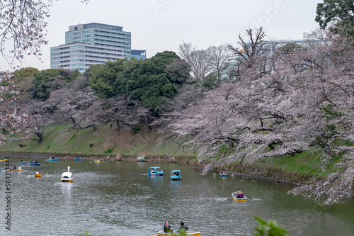 東京都千代田区九段にある千鳥ヶ淵に咲く桜