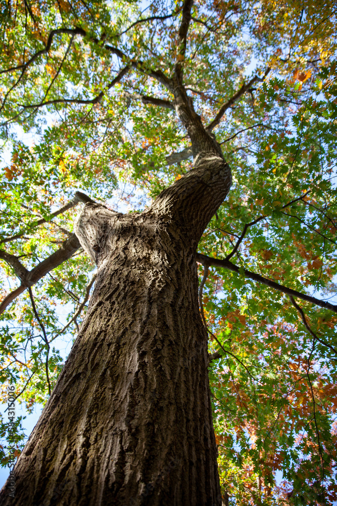Obraz premium Vibrant colours of autumn leaves in Canada.
