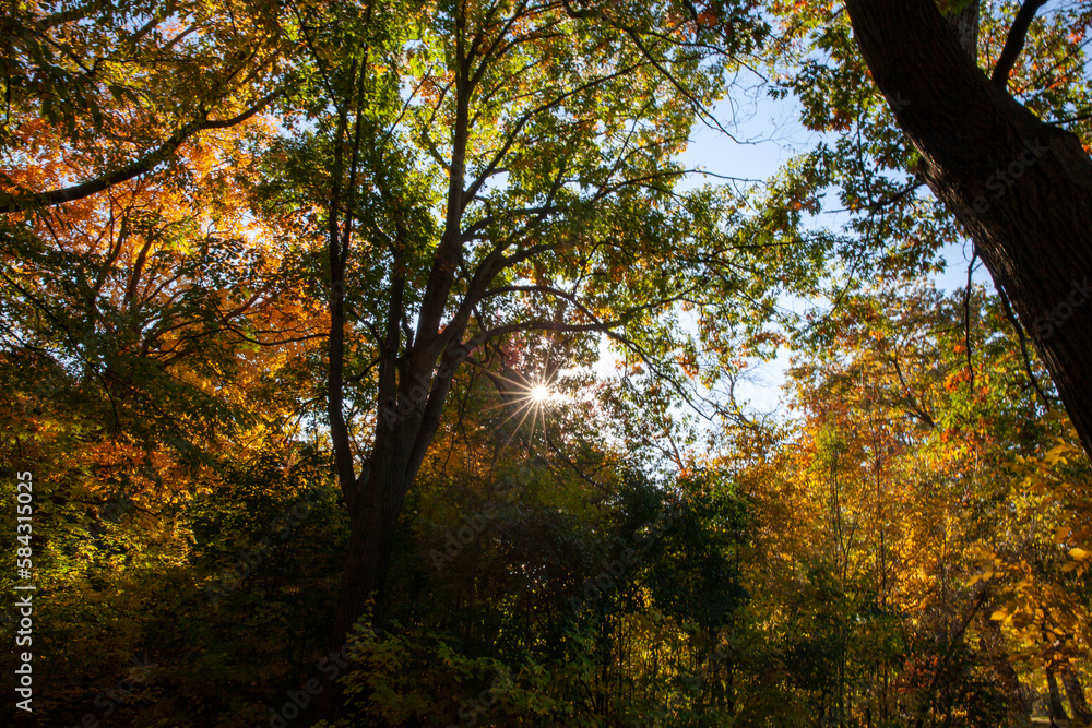 Vibrant colours of autumn leaves in Canada. Vibrant colours of autumn leaves in Canada.