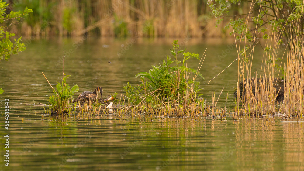 Fototapeta premium great crested grebe