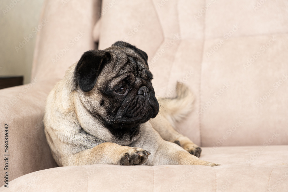 A funny one-year-old pug lies on a light beige sofa, a place for text. Purebred small dogs, pet shop.