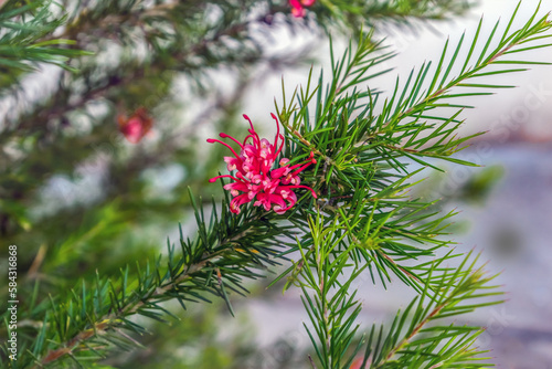 Grevillea juniperina branch with green prickly leaves and red-pink flowers on a blurred background, close-up. Beautiful natural floral background. Exotic flora of Budva, Montenegro photo