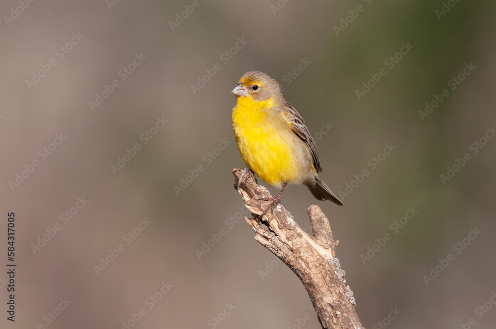 Saffron Finch ,Sicalis flaveola, La Pampa, Argentina.