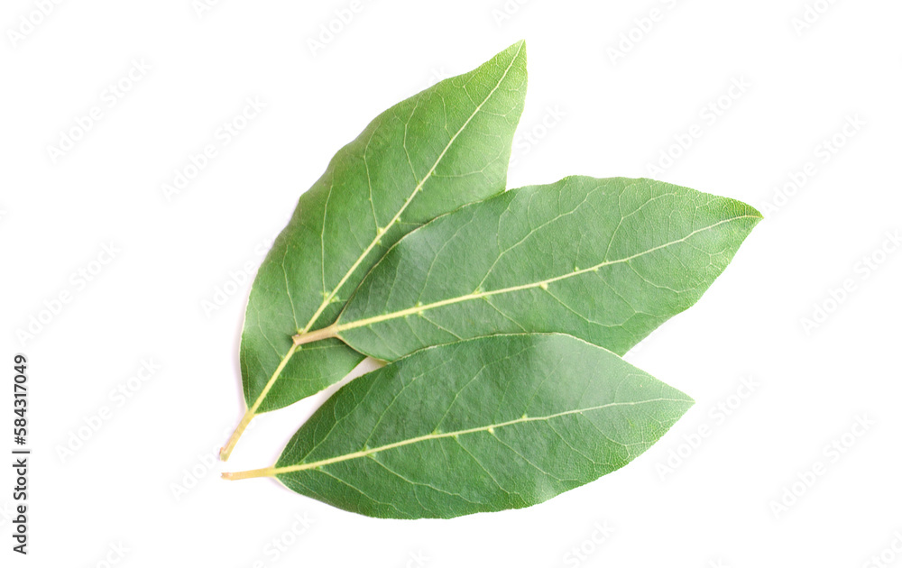 Beautiful laurel leaves isolated on white background. Fresh bay leaves. Beautiful laurel leaves isolated on white background. Fresh bay leaves.