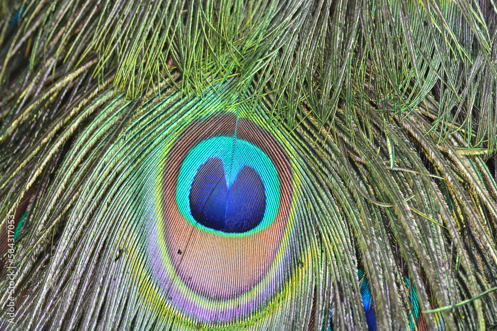 Obraz premium Green Peacock feathers