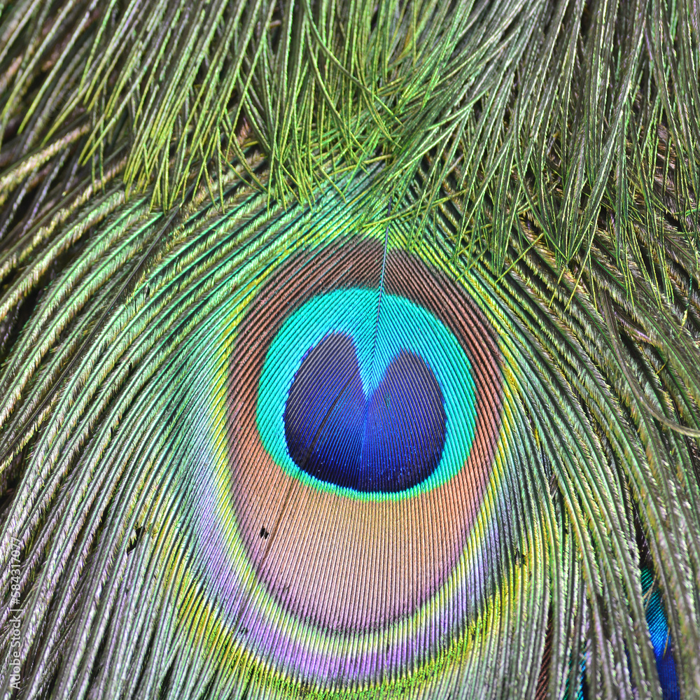 Obraz premium Green Peacock feathers