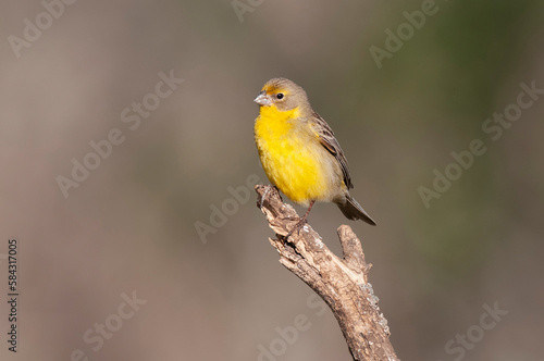 Saffron Finch ,Sicalis flaveola, La Pampa, Argentina. © foto4440