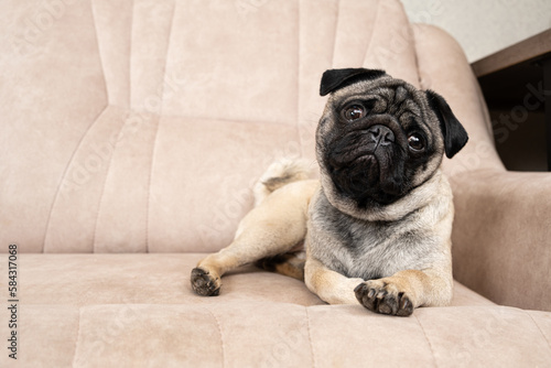 A funny one-year-old pug lies on a light beige sofa, a place for text. Purebred small dogs, pet shop.