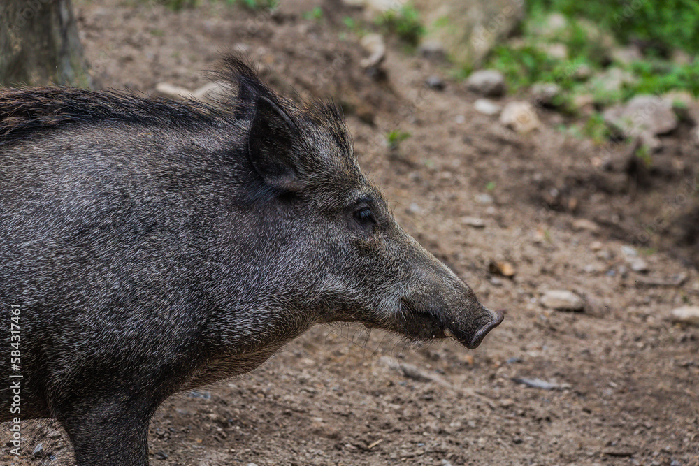 wild boar in the forest wild boar in the forest