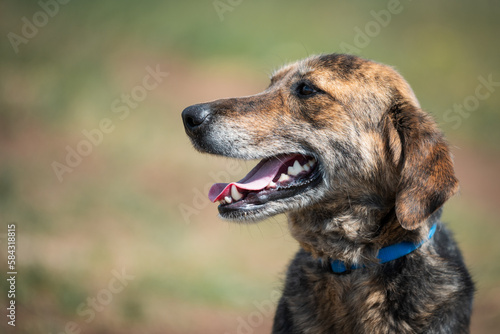 Homeless dog photography. This dog lives in the city park or on the streets where passersby can feed them. Photos are taken in adoption purposes