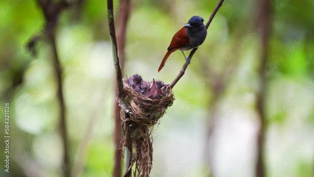 Asian Paradise Flycatcher Raising baby birds in the nest,Bird watching in forest Asian Paradise Flycatcher Raising baby birds in the nest,Bird watching in forest