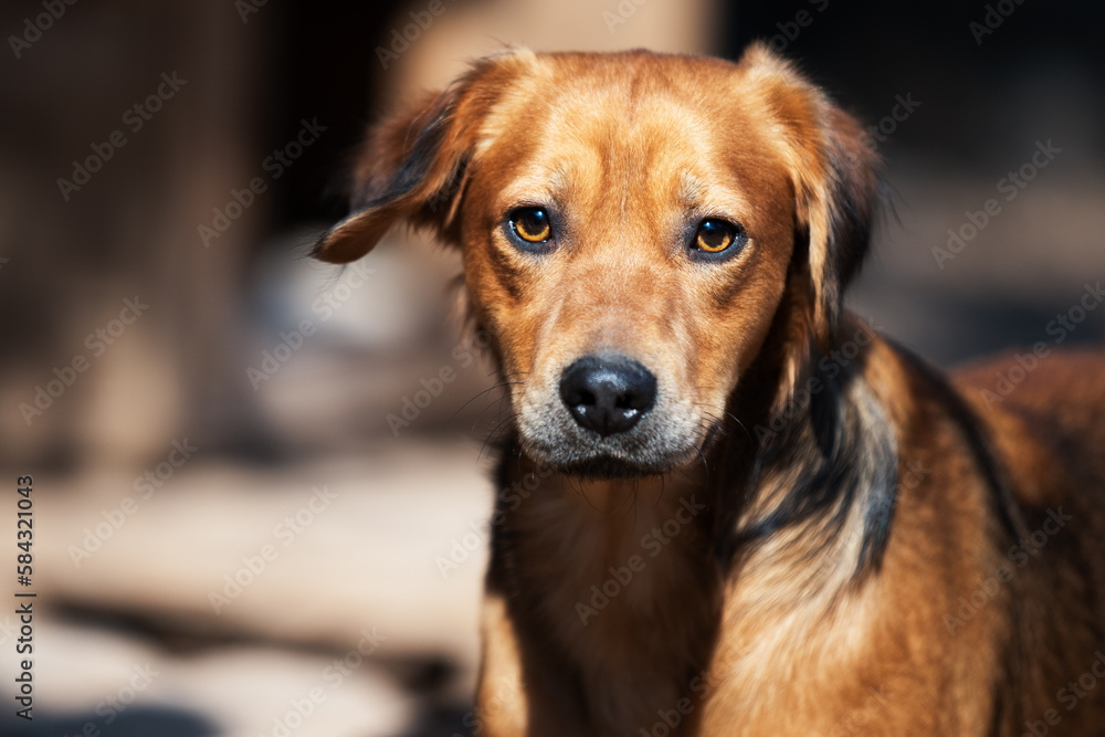 Homeless dog photography. This dog lives in the city park or on the streets where passersby can feed them. Photos are taken in adoption purposes