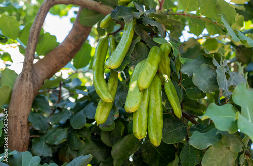 Carob tree , fresh green carob berries carob healthy food, Ceratonia siliqua (carob) photo