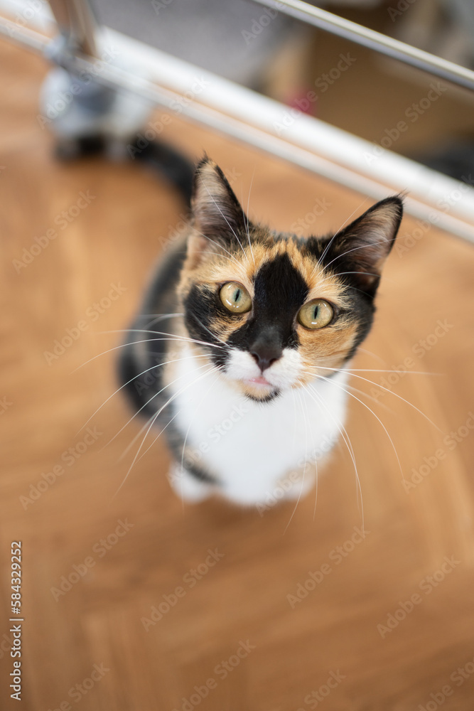 high angle view of cute calico white cat on the floor looking up begging for food