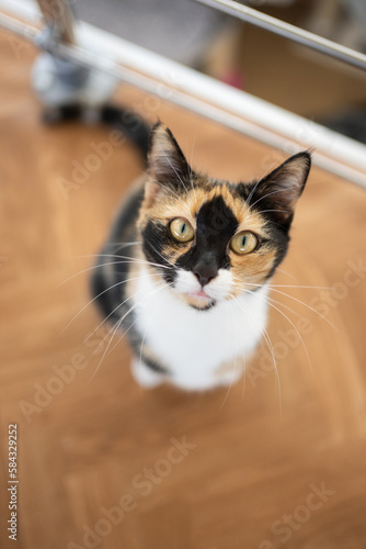 high angle view of cute calico white cat on the floor looking up begging for food © FurryFritz