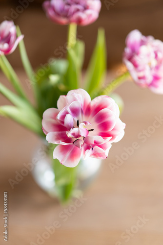 Pink tulips on a white background. Beautiful Card for Mother's Day or Women's Day.