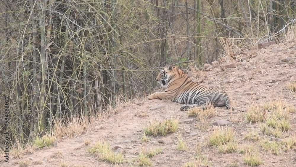 A dominant tigress Dotty sleeping on the edge of the road inside Magdi zone of Bandhavgarh tiger reserve A dominant tigress Dotty sleeping on the edge of the road inside Magdi zone of Bandhavgarh tiger reserve