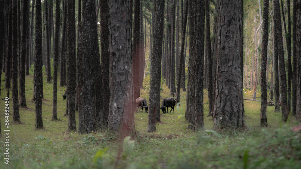 Bisons dans une forêt Bisons dans une forêt